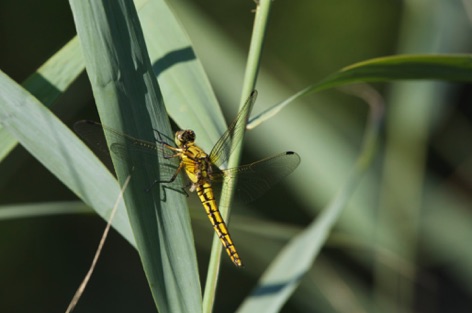 Libellula